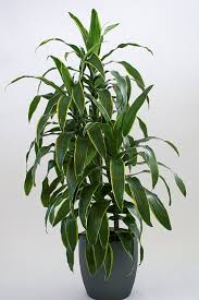 Image result for Pellaea doniana