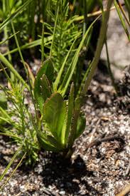 Image result for Aster chimanimaniensis