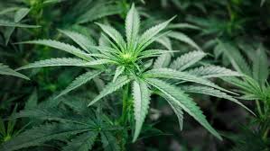 Moldy weed smells like old urine and bad human odor. Cannabis Is Legal In Canada Here S What You Need To Know Cbc News