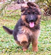 They enjoy hours of daily exercise for a sound mind and body. Available The Breeders Palace Of Black German Shepherd Facebook