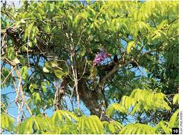 Image result for Emilia violacea