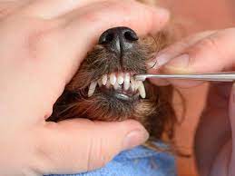 How To Keep Your Dog S Teeth Clean Port Road Vet