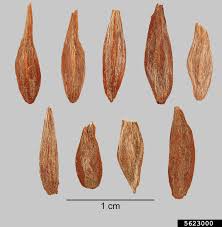 Image result for Strophanthus