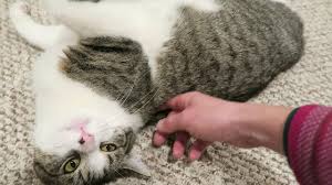 You'll make her more comfortable, lengthen her life and keep her from getting various forms as long as mama is mature enough to have developed her maternal instincts and is not still a kitten herself, she knows she needs to be there as. Cat In Heat Symptoms Video What Does A Cat In Heat Look Like And Sound Like Youtube
