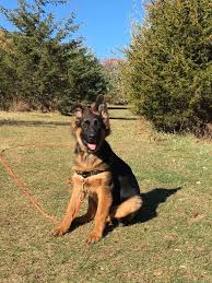 Until my dog was about a year and a half old, both ears were always down. I Am So Frustrated German Shepherds Forum