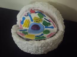 Each centriole is a ring of nine groups of fused microtubules. Kc Class 105 S Science Blog Animal Cell Model Project Animal Cells Model Animal Cell Project
