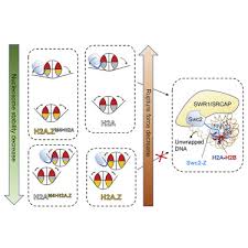 ✅ check the latest currency rate! Recognition Of The Inherently Unstable H2a Nucleosome By Swc2 Is A Major Determinant For Unidirectional H2a Z Exchange Sciencedirect