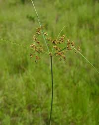 Image result for Cyperus pseudoleptocladus