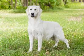 Image result for golden retriever