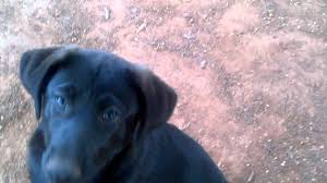 Maybe you would like to learn more about one of these? Elliot 13 Week German Shepherd Lab Mix Puppy Youtube