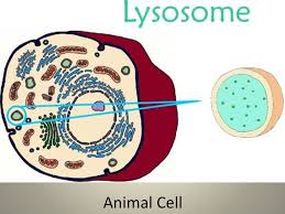 What is an animal cell biography. Quiz Extra Credit Questions 1 Pt Each Ppt Download