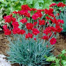 Image result for Dianthus burchellii