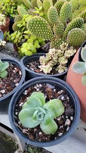 Image result for Monadenium hirsutum