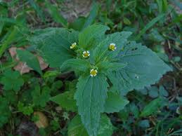 Image result for Dicoma galpinii