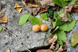 Male trees are generally preferred because of the bad smelling fruit produced by the females. The Fruits Of The Ginkgo Tree The Martha Stewart Blog