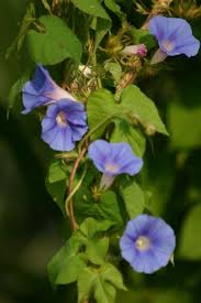 Convolvulus jalapa, ipomoea jalapa aka: Grannyvine Ipomoea Tricolor Herbe Rowe