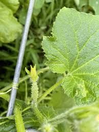 Image result for how to self pollinate cucumbers