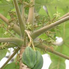 Image result for Vasconcellea pubescens