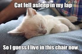 Cat People Will Definitely Relate To These Memes Cat People Cats Funny Animal Memes