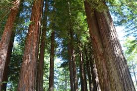 The coast redwood, the tallest tree on earth, is preserved on thousands of acres of old growth forest in california's redwood national and state parks the park. Giant Redwoods Rv And Camp In Myers Flat California Home