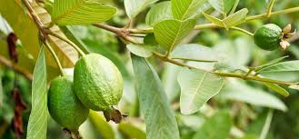 How Are Guava Leaves Beneficial For Your Hair Guava Leaves Guava Leaves For Hair Guava Benefits