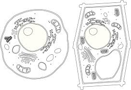 A Brief Comparison Of Plant Cell Vs Animal Cell