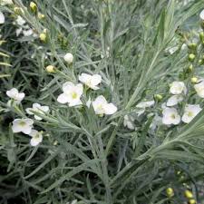 Image result for Gomphostigma