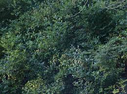 Image result for Cassinopsis ilicifolia