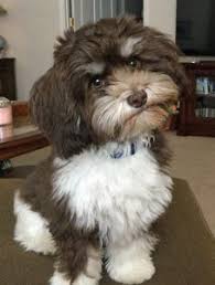 Havanese Puppies Puppy For Sale Dogs Breeders Breeds Family Kids Childr In 2020 Havanese Puppies For Sale Havanese Puppies Havanese