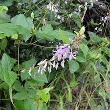 Image result for Desmodium uncinatum
