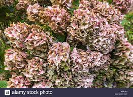 Dying Hydrangeas High Resolution Stock Photography And Images Alamy