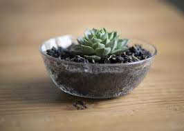 Maybe you would like to learn more about one of these? 4 005 Succulent Bowl Photos Free Royalty Free Stock Photos From Dreamstime