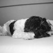 Hundesalon Benny