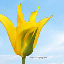 Check spelling or type a new query. Ashton Gardens At Thanksgiving Point Home Facebook