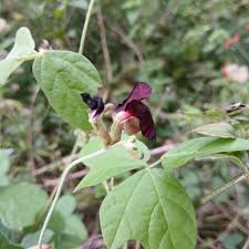 Image result for Macroptilium atropurpureum