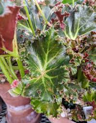 Image result for Begonia nyassensis