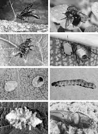 In keeping with our stated mission, natural enemies, powered by koppert biological systems, remains steadfast in our commitment to operating in ways that help ensure the viability of. Natural Enemies Important In Biological Control Springerlink