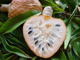 Caribfruits Cachiman Fruits Des Antilles Fruits Tropicaux Fruits Fruits Exotiques