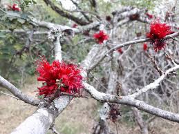 Image result for Schotia capitata