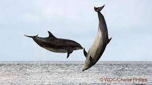 (click on photos to enlarge). Chanonry Point Dolphins In The Moray Firth