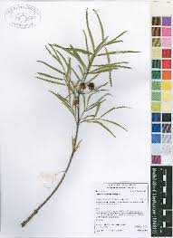 Image result for Fadogia gossweileri