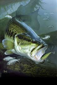 Sweet Bass Fishing Wallpaper Google Search Fish Bass Fishing Pictures Fishing Pictures