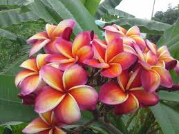 Pin On Plumeria Varieties And Their Care And Propagation