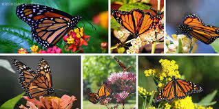 Mariposa Monarca Causas De Peligro Extincion 2019