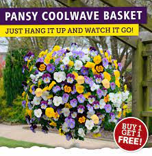 You don't need a lot of space to display them, too! Yougarden Com Pre Planted Hanging Baskets Buy 1 Get 1 Free Milled