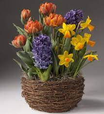 Colorful Mother S Day Flower Bulb Gift Garden Bulb Gardens Flower Bulb Gifts Bulb Flowers Garden Bulbs