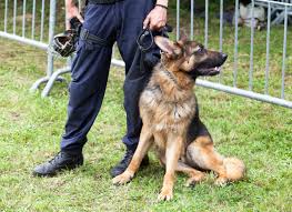 Strong Courageous Police Dog Names My Dog S Name Police Dog Names Dog Names Strong Dog Names