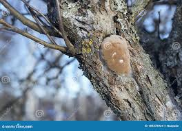 Image result for Phellinus pomaceus