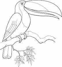 640 x 853 jpeg 40 кб. Toucan Coloring Page Coloring Home