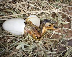 Start after about 10 days of incubation. We Outline The Complete Process Of How To Hatch Duck Eggs Bird Eden